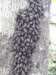 Pachylis argentinus