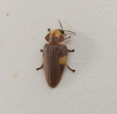 Aspisoma hesperum