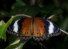 Cethosia penthesilea