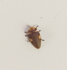 Aspisoma hesperum