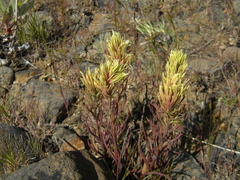 Castilleja thompsonii