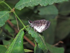Lepidoptera