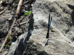Calopteryx aequabilis