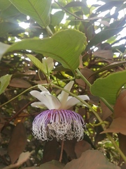 Passiflora nitida