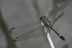 Dythemis nigrescens