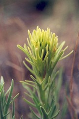 Castilleja thompsonii