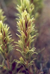 Castilleja thompsonii