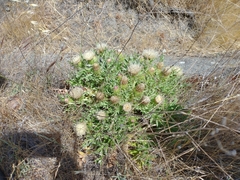 Cirsium quercetorum