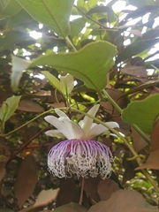 Passiflora nitida