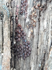Pachylis argentinus