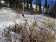 Muhlenbergia richardsonis