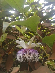 Passiflora nitida