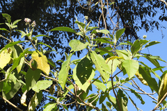 Solanum riparium