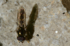 Platycheirus scutatus