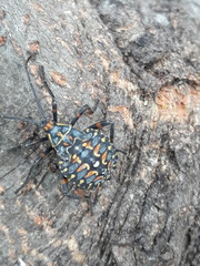 Pachylis argentinus