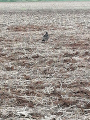 Cathartes