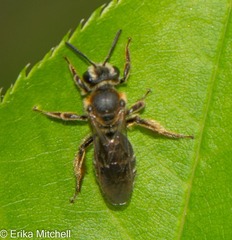 Andrena alleghaniensis