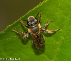 Andrena alleghaniensis