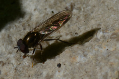 Platycheirus scutatus
