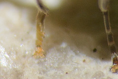 Platycheirus scutatus