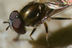 Platycheirus scutatus