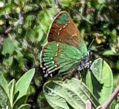 Callophrys affinis