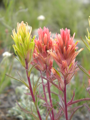 Castilleja flava rustica