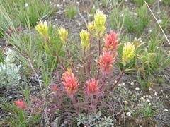 Castilleja flava rustica