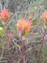 Castilleja flava rustica