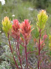 Castilleja flava rustica