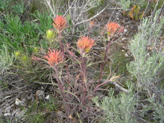 Castilleja flava rustica