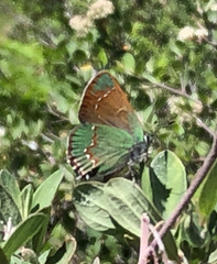 Callophrys affinis