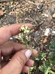 Raphanus raphanistrum