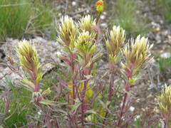 Castilleja flava rustica