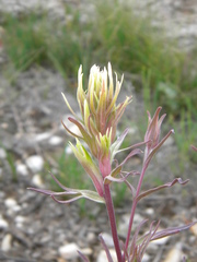 Castilleja flava rustica