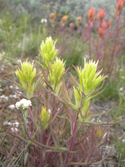 Castilleja flava rustica