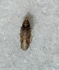Errastunus ocellaris