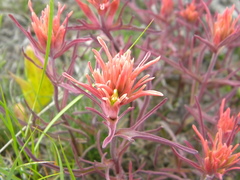 Castilleja flava rustica