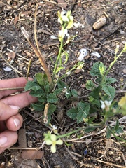 Raphanus raphanistrum