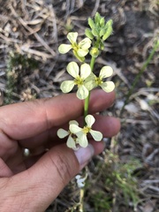 Raphanus raphanistrum