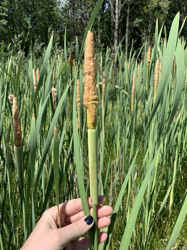 Broad-leaf Cattail