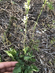 Raphanus raphanistrum