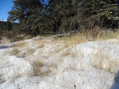 Muhlenbergia richardsonis