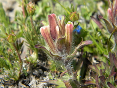 Castilleja pulchella