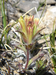 Castilleja pulchella