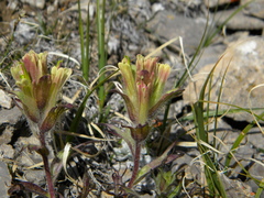 Castilleja pulchella