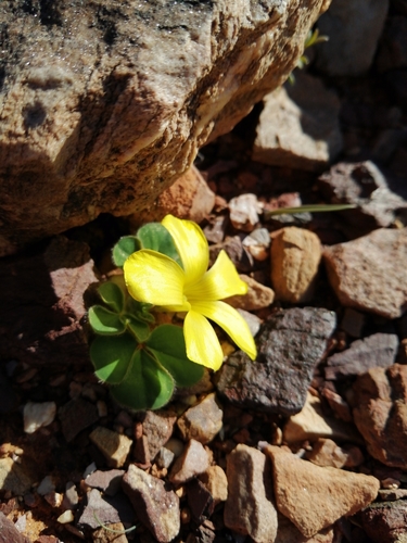 Image of Oxalis melanosticta by (c) Danie Palm, some rights reserved (CC BY)