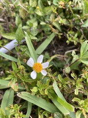 Bidens alba