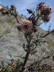 Cirsium fontinale