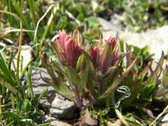 Castilleja pulchella